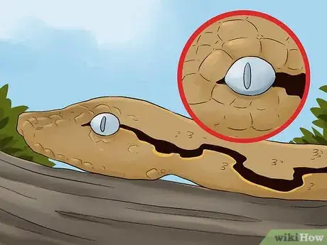 Imagen titulada Care for a Shedding Snake Step 1