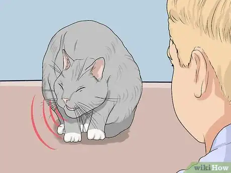 Imagen titulada Diagnose and Treat Feline Infectious Peritonitis (FIP) Step 2