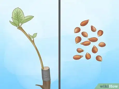 Imagen titulada Grow Quince Step 5