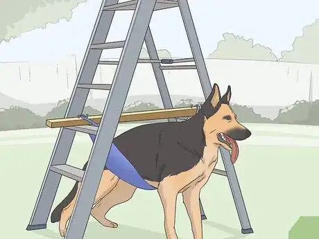 Imagen titulada Express a Paralyzed Dog's Bladder Step 18