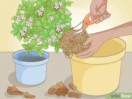 Imagen titulada Prune Jasmine Step 13