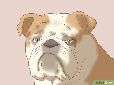 Imagen titulada Identify an English Bulldog Step 4