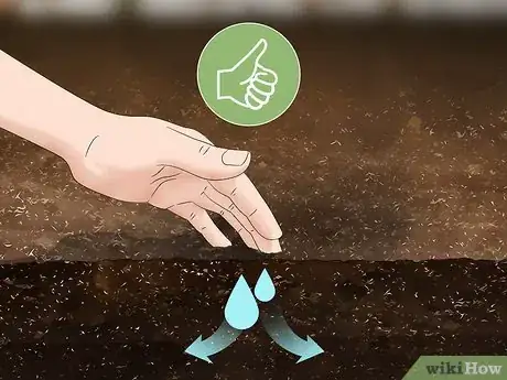 Imagen titulada Grow Moss Rose Step 3