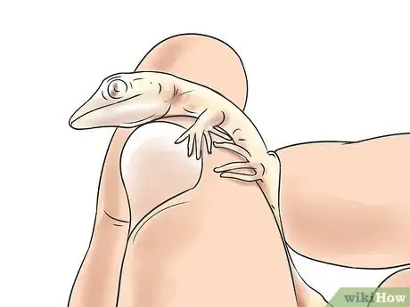 Imagen titulada Breed Leopard Geckos Step 12