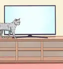 hacer que un gato se vuelva tu amigo