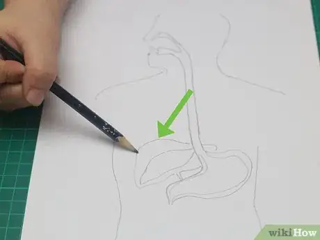 Imagen titulada Draw a Model of the Digestive System Step 9