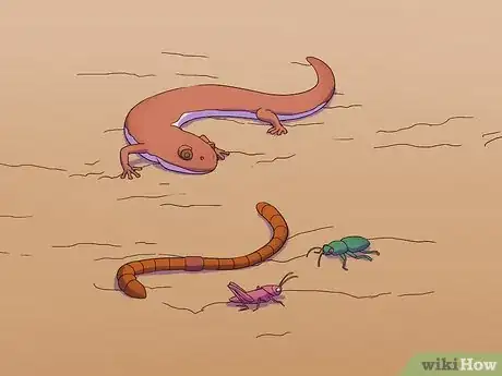 Imagen titulada Feed a Salamander Step 1