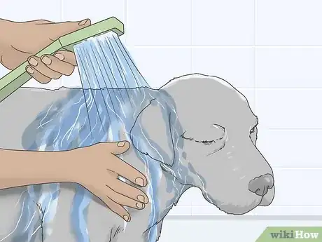 Imagen titulada Treat Giardia in Dogs Step 8