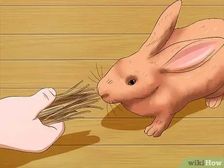 Imagen titulada Train a Rabbit to Stop Chewing Carpet Step 5