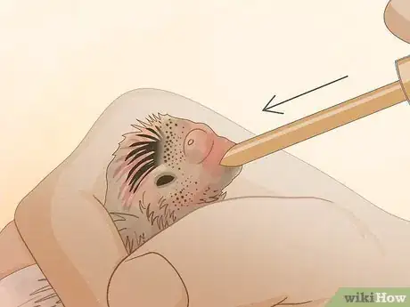 Imagen titulada Feed a Baby Budgie Step 7