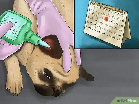 Imagen titulada Care for a Pug Step 10