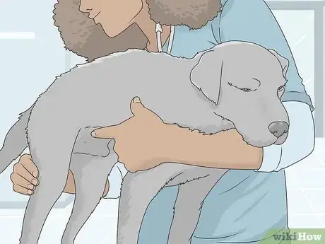 Imagen titulada Treat Giardia in Dogs Step 9