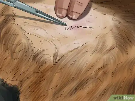 Imagen titulada Treat Pyometra in Dogs Step 9
