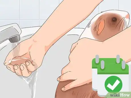 Imagen titulada Treat Mites and Lice in Guinea Pigs Step 10