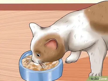 Imagen titulada Care for Indoor Cats Step 5