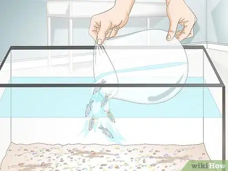 Imagen titulada Care for a Zebra Danio Step 8