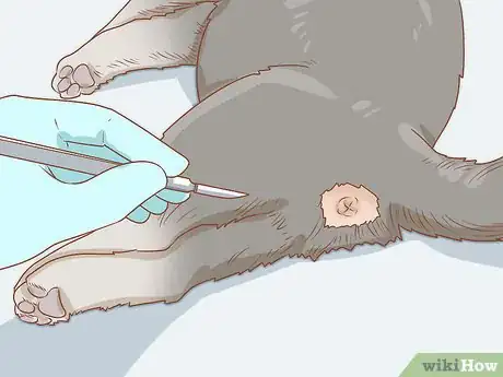 Imagen titulada Diagnose and Treat Anal Gland Disease in Cats Step 13