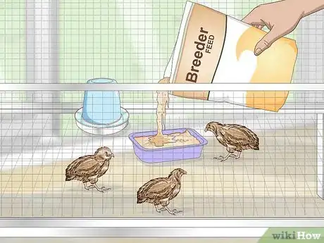 Imagen titulada Breed Quail Step 4