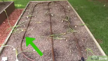Imagen titulada Grow Tomatoes in a Greenhouse Step 4