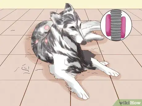 Imagen titulada Diagnose and Treat Your Dog's Itchy Skin Problems Step 12