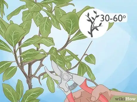 Imagen titulada Prune a Tulip Magnolia Step 4
