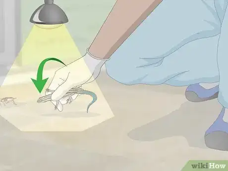 Imagen titulada Catch a Blue Tailed Skink Step 6