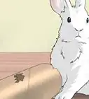 hacer juguetes caseros para conejos