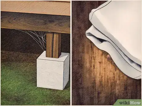 Imagen titulada Identify a Brown Widow Spider Step 9