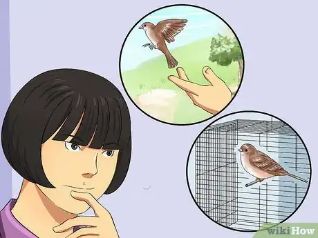 Imagen titulada Care for an Injured Wild Bird That Cannot Fly Step 17