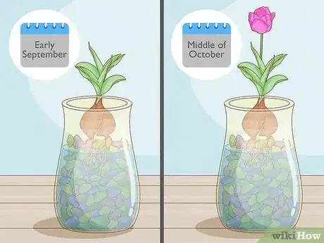 Imagen titulada Force Tulip Bulbs in Water Step 10