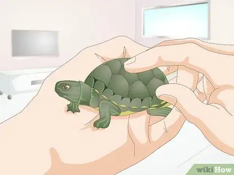 Imagen titulada Feed a Baby Turtle Step 8