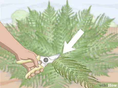 Imagen titulada Prune Ferns Step 2