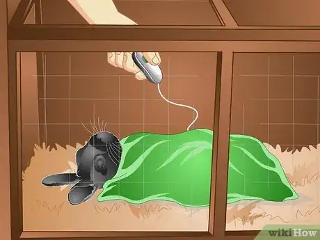 Imagen titulada Keep a Rabbit Warm Step 9