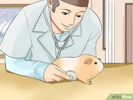 Imagen titulada Breed Standard Guinea Pigs Step 10