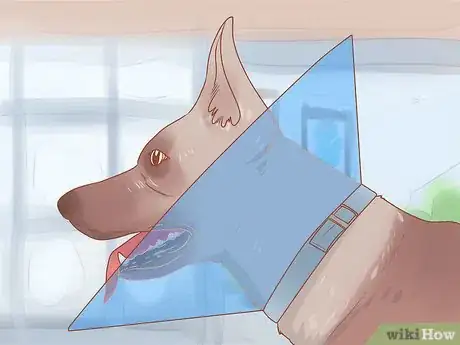 Imagen titulada Spot an Epulis in Dogs Step 8