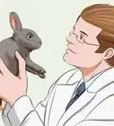calmar a un conejo