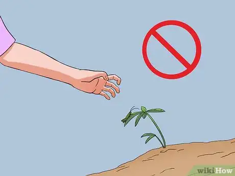 Imagen titulada Feed a Salamander Step 5