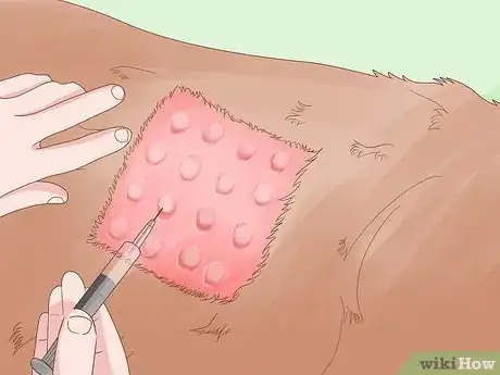 Imagen titulada Diagnose and Treat Your Dog's Itchy Skin Problems Step 20