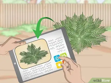 Imagen titulada Prune Ferns Step 1