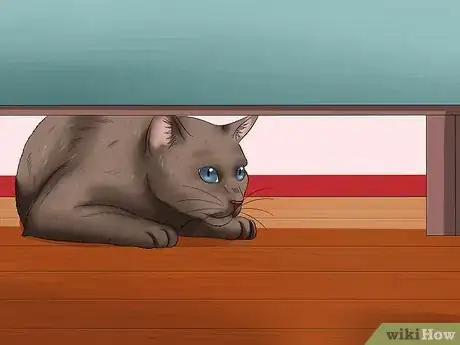 Imagen titulada Pet a High Strung Cat Step 1