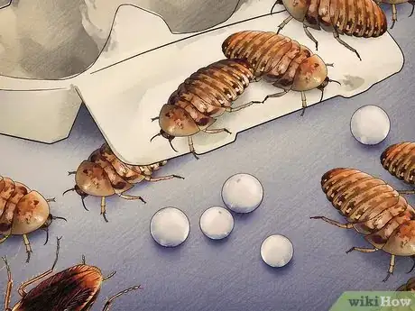 Imagen titulada Breed Feeder Roaches Step 10