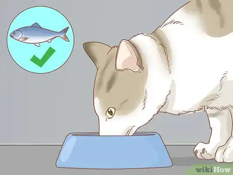 Imagen titulada Diagnose and Treat Rodent Ulcers in Cats Step 8