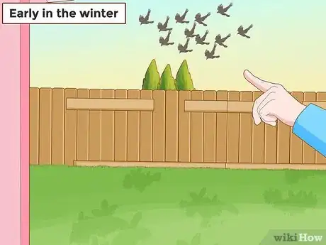 Imagen titulada Get Rid of Crows Step 10