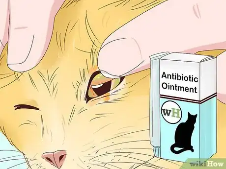 Imagen titulada Diagnose and Treat Blepharitis in Cats Step 9