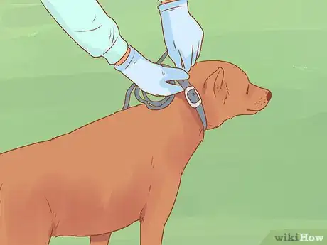 Imagen titulada Introduce a Dog to a Dog Park Step 13
