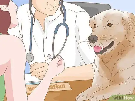 Imagen titulada Treat Skin Allergies in Golden Retrievers Step 10