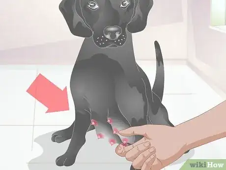 Imagen titulada Diagnose Mastitis in Dogs Step 11