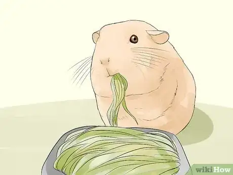 Imagen titulada Breed Standard Guinea Pigs Step 19