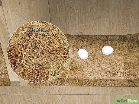 Imagen titulada Keep Chickens from Eating Their Own Eggs Step 3