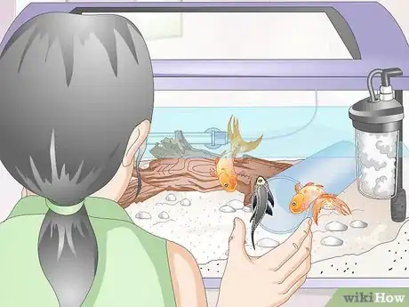 Imagen titulada Introduce a Pleco to a Goldfish Tank Step 12